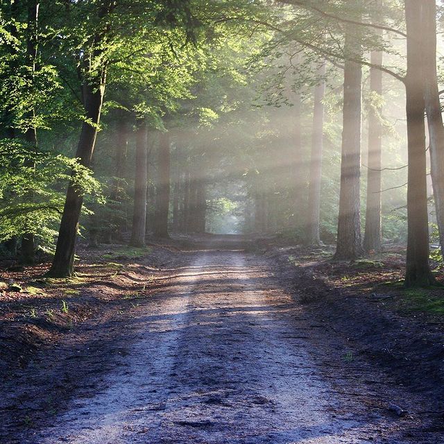 Waldweg im Lindigwald