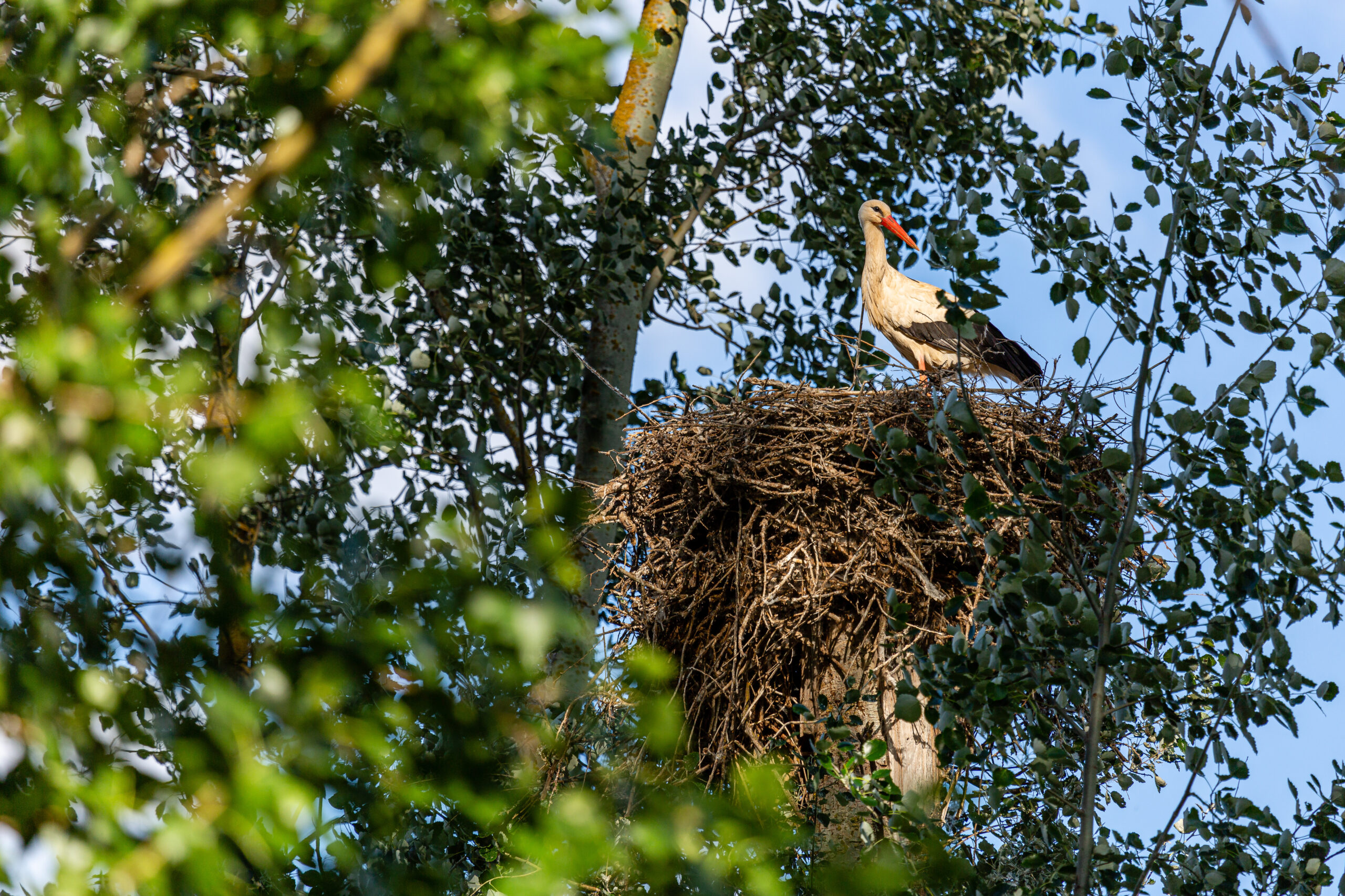 Strochennest auf Baum (AdobeStock_603912427; Fotograf: LFRabanedo)